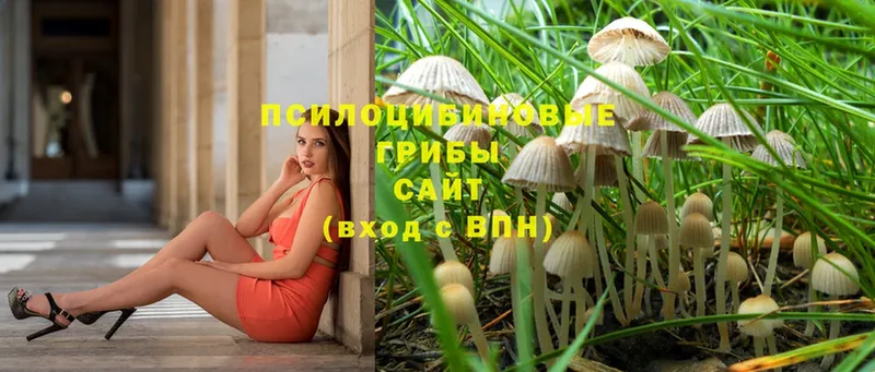 Псилоцибиновые грибы Psilocybe Курган